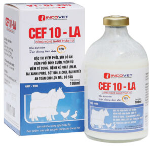 CEF 10 - LA