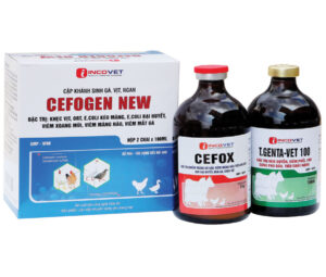 CẶP GÀ VỊT