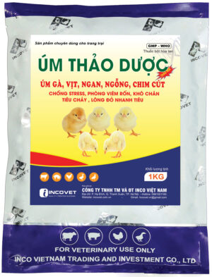 ÚM GÀ THẢO DƯỢC