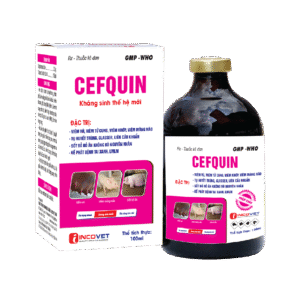 CEFQUIN